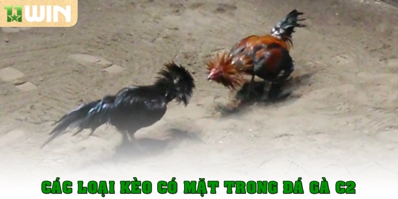 Các loại kèo có mặt trong đá gà C2