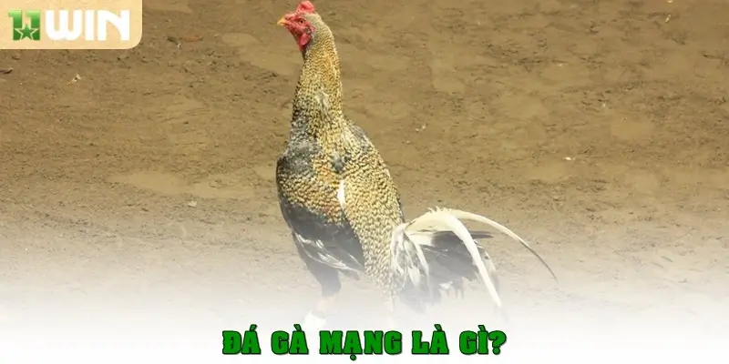Đá gà mạng là gì?