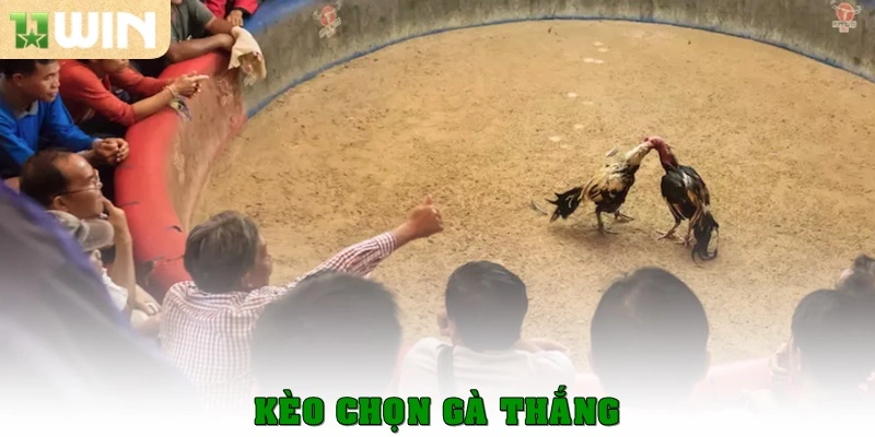 Kèo chọn gà thắng