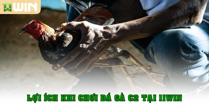 Lợi ích khi chơi đá gà C2 tại 11win