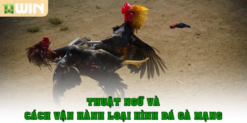 Thuật ngữ và cách vận hành về loại hình đá gà mạng