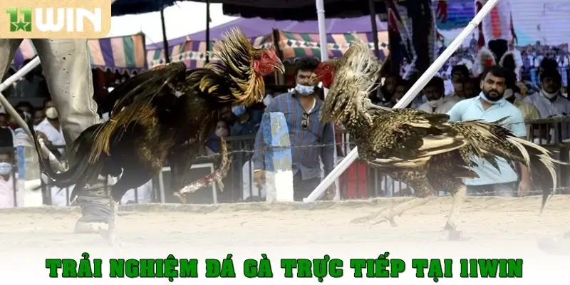 Trải nghiệm đá gà trực tiếp tại 11win 